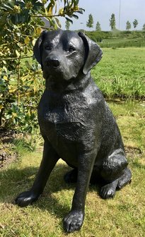 labrador zwart zittend 