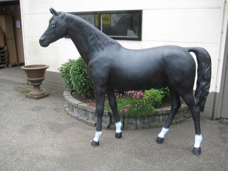 paard mat zwart met witte sokken en bles 