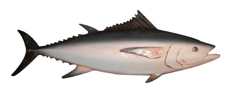 tonijn vis decolife.nl