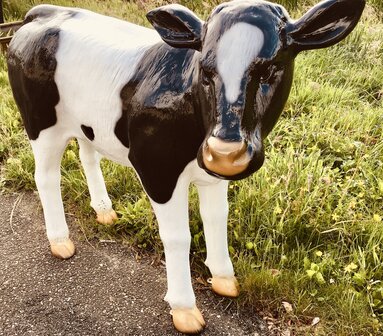 Koe Kalf Beeld 90cm Geertje verstevigd met fiberglas