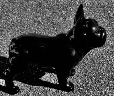 franse bulldog  hoogglans 34cm  zwart