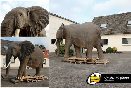 olifant life size 375x245 cm 