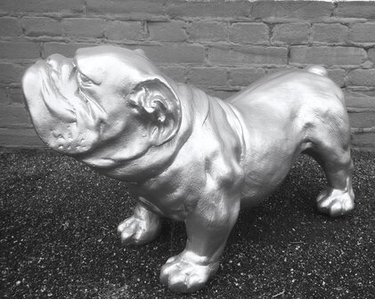 engelse bulldog polyester beeld ceasar 