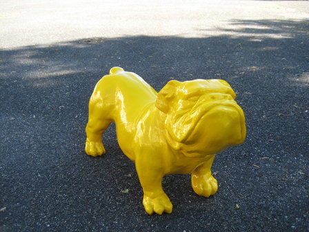 lse bulldog-ceasar-geel
