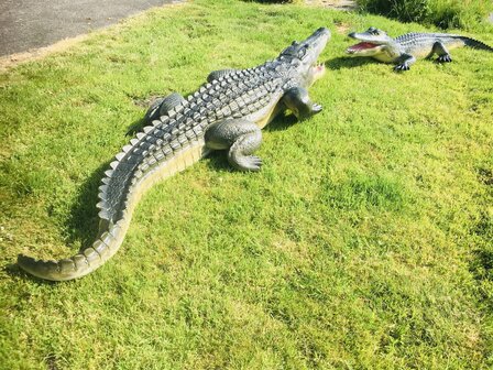 Krokodil polyester 315cm natuur xxl