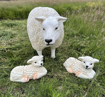 Texels Schaap Staand - met 2 lammetjes  