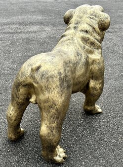  Engelse Bulldog - Spike gebronsd-hond