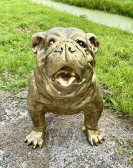  Engelse Bulldog - Spike gebronsd-hond