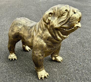  Engelse Bulldog - Spike gebronsd-hond