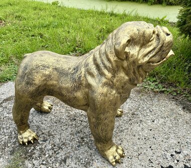  Engelse Bulldog - Spike gebronsd-hond