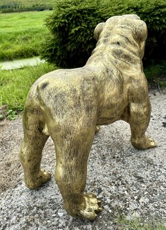  Engelse Bulldog - Spike gebronsd-hond