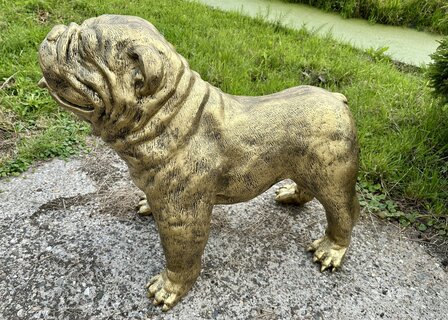  Engelse Bulldog - Spike gebronsd-hond