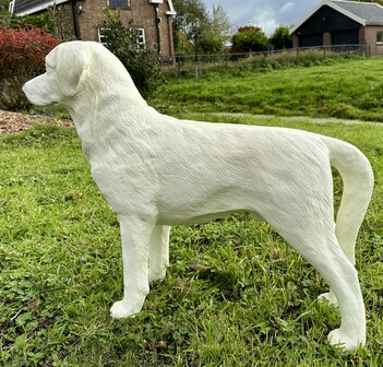 labrador blond 190027 85x23x70cm