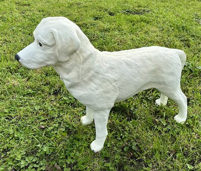 labrador blond 190027 85x23x70cm