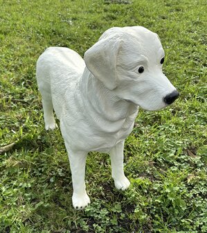 labrador blond 190027 85x23x70cm
