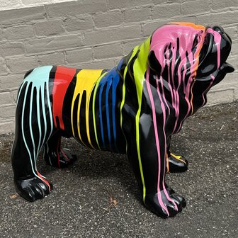 Engels Bulldog  Bobbi zwart dripping 