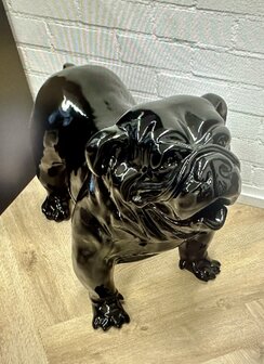 engelse bulldog  glad 