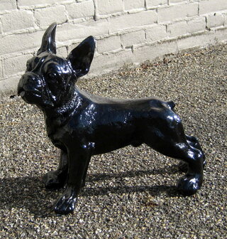 franse bulldog zwart 