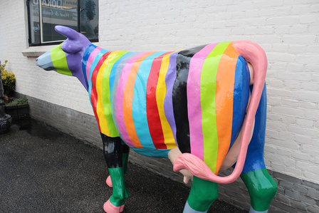 regenboog koe