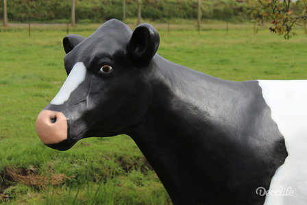 koe holstein frisian 