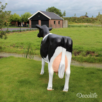 koe holstein frisian 