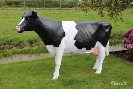 koe holstein frisian 