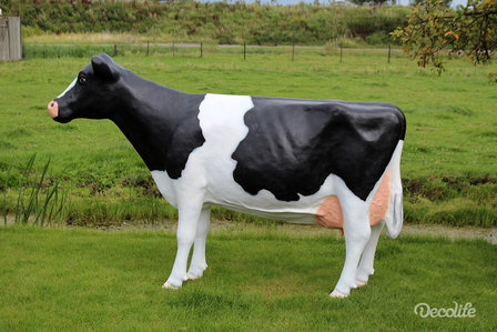 koe holstein frisian 