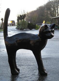 Mega kat - zwart