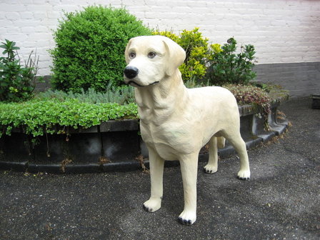 LABRADOR  BLOND POLYESTER 