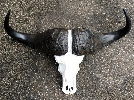 afrkaans kaffer buffel schedel 