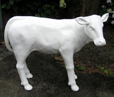 wit koe