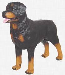 rottweiler hond staand beeld 