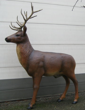 hert-rendier-longhorn