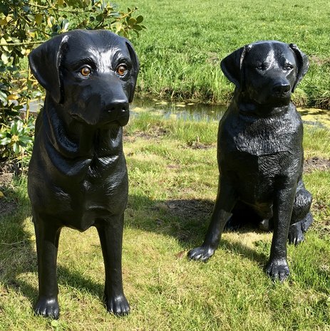 labrador zwart zittend 