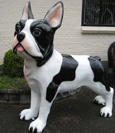 franse bulldog xxl