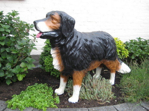 Hond BernerSennen 120cm