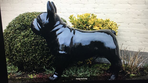 Franse bulldog 90cm polyester beeld 