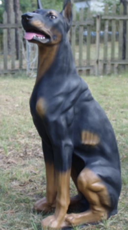 dobermann hond beeld zittend 