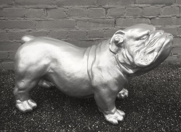 engelse bulldog polyester beeld ceasar 