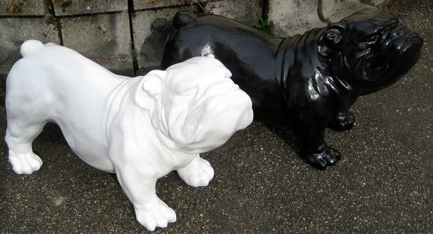 bulldog-wit-hoogglans-zwart-hoogglans-ceasar-180299