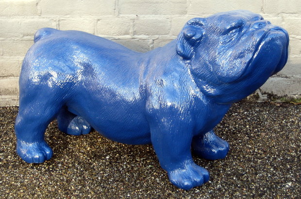 engelse bulldog-Ceasar-65 cm -polyester beeld blauw