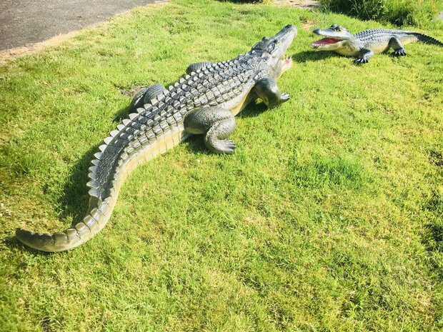 Krokodil polyester 315cm natuur xxl