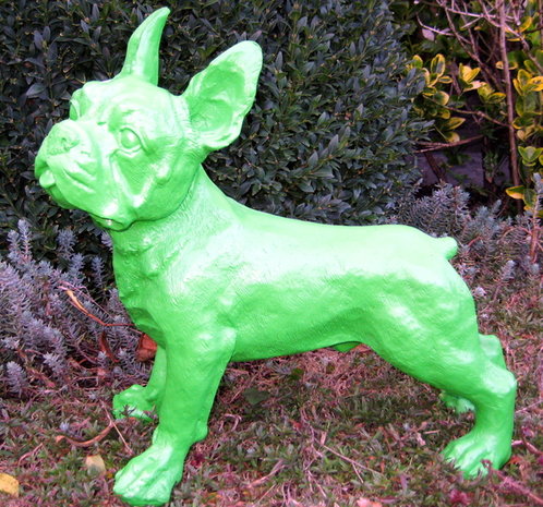  franse bulldog groen-hond