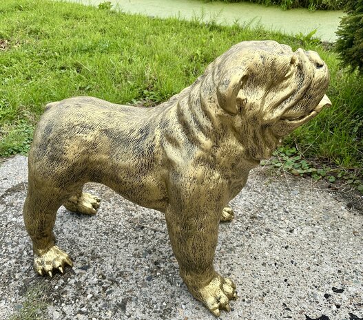  Engelse Bulldog - Spike gebronsd-hond