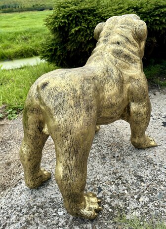  Engelse Bulldog - Spike gebronsd-hond