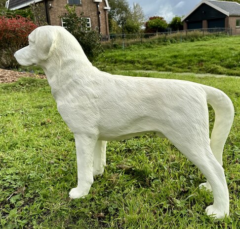 labrador blond 190027 85x23x70cm