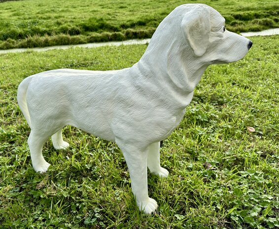 labrador blond 190027 85x23x70cm