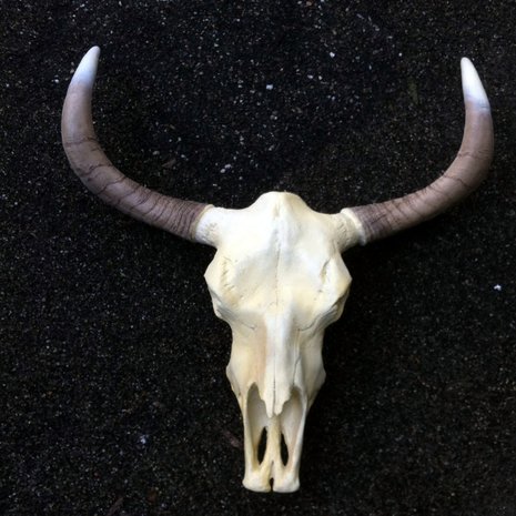 Bizon schedel 65 cm kunst zwarte horens