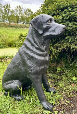 Labrador hond beeld zittend zwart
