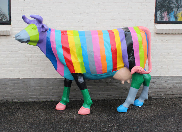 rainbow koe